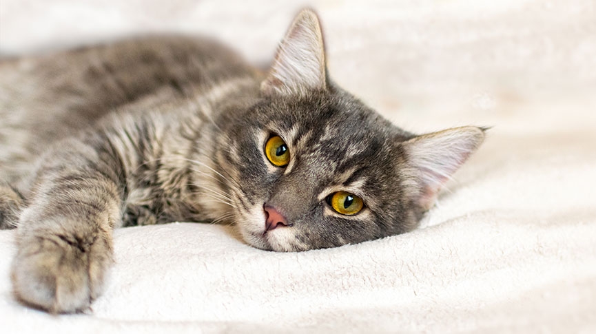 貓淋巴癌及其他常見貓癌症-貓患癌原因-症狀-診斷與治療